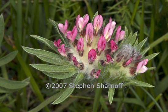 anthyllis vulneraria graphic