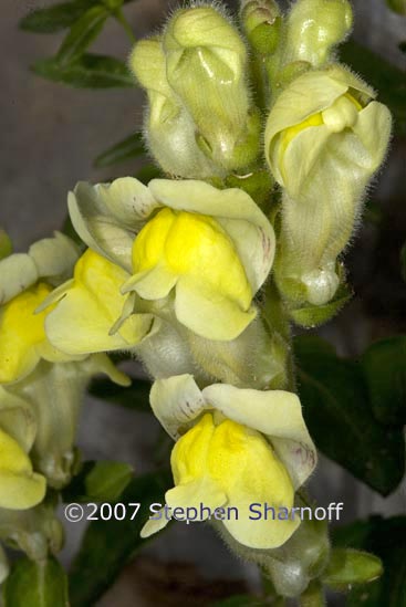 antirrhinum latifolium graphic