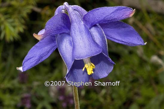 aquilegia bertolonii graphic