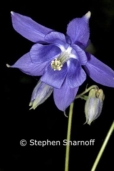 aquilegia 2 graphic