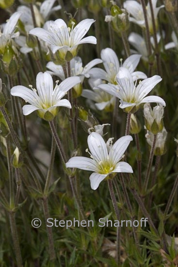 arenaria ciliata graphic