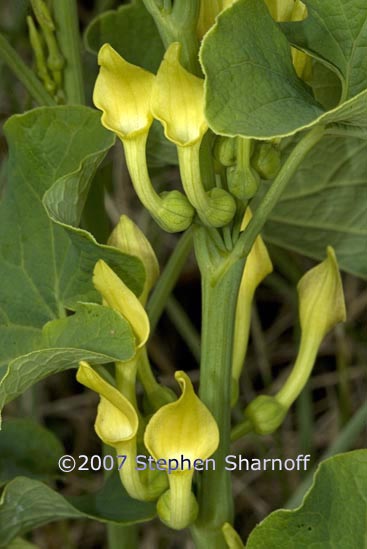 aristolochia clematitis graphic