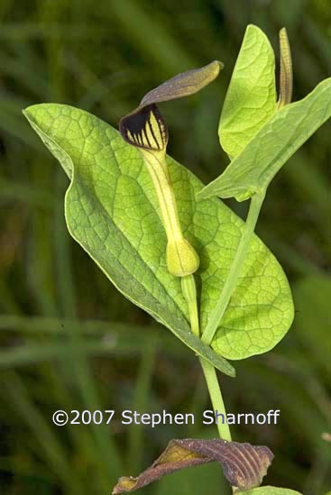 aristolochia rotunda graphic