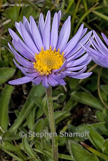 aster alpinus graphic