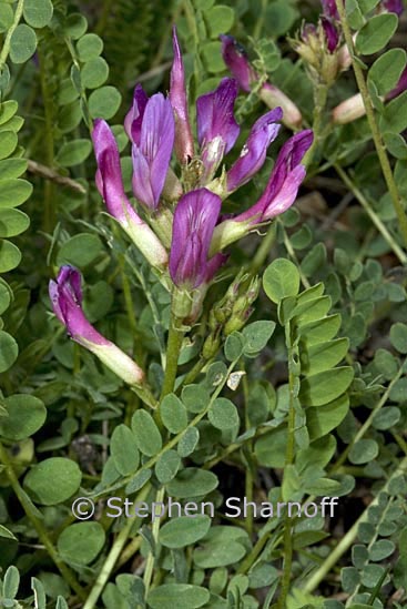 astragalus onobronchis graphic