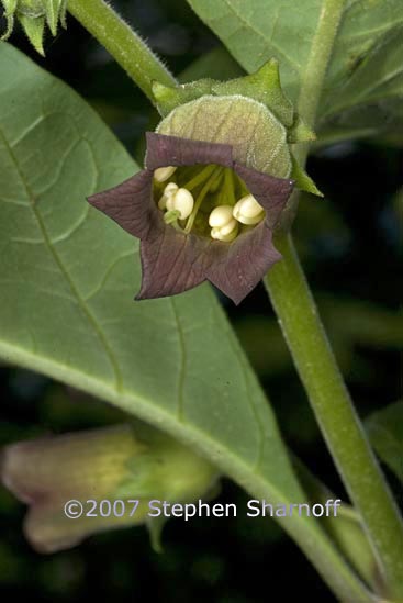 atropa belladonna graphic