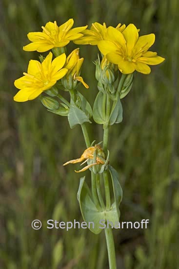 blackstonia perfoliata graphic