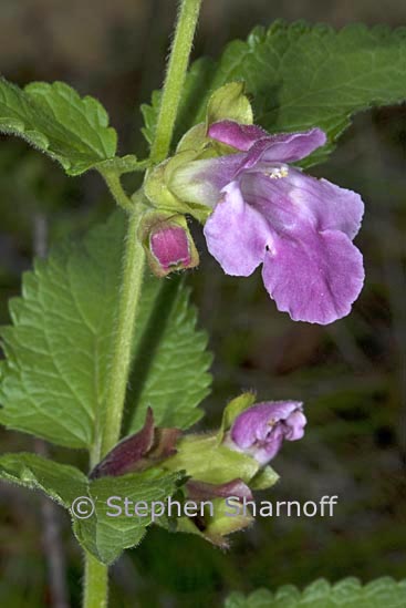 calmintha grandiflora graphic