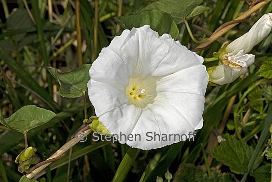 calystegia sepium graphic