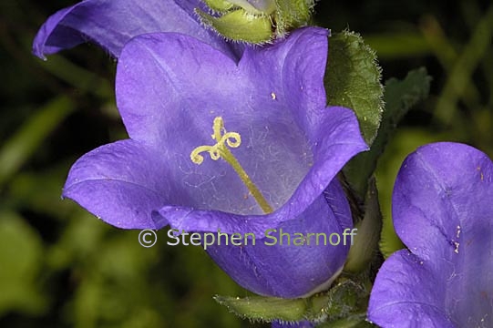 campanula graphic