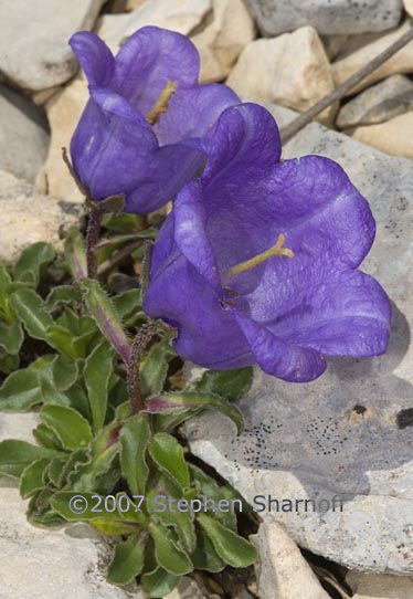 campanula alpestris graphic