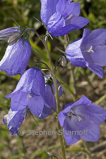 campanula cochlearifolia graphic