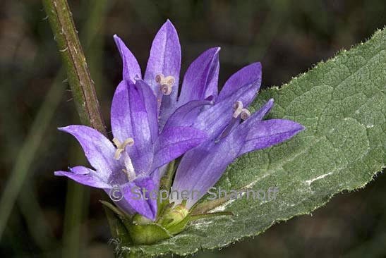 campanula glomerata graphic