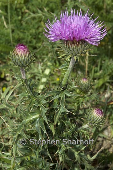 cardus defloratus graphic