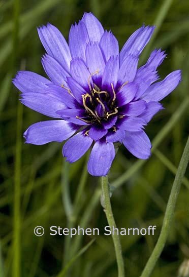 catananche caerulea graphic