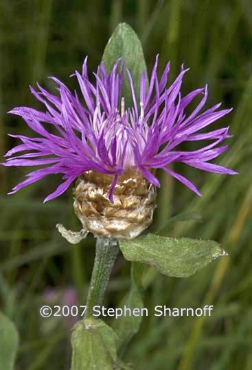 centaurea pullata graphic
