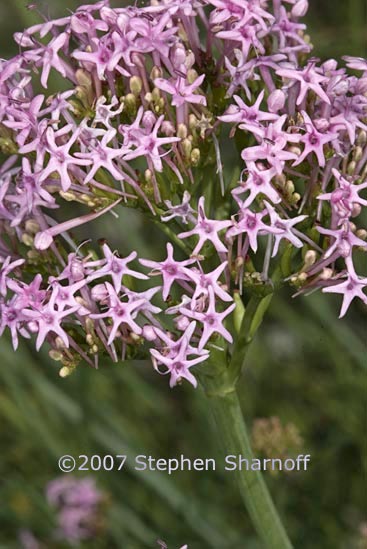 centranthus augustifolius graphic