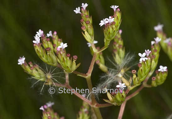 centranthus calcitrapae graphic