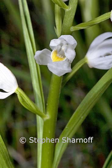 cephalanthera longifolia 2 graphic