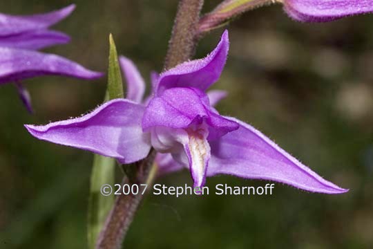 cephalanthera rubra graphic