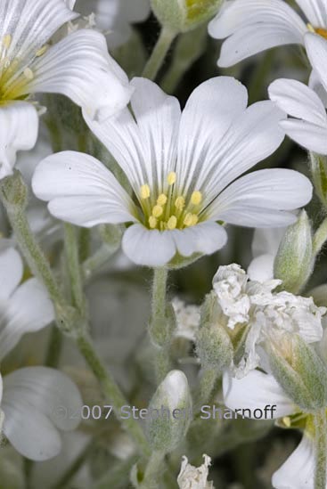 cerastium tomentosum graphic