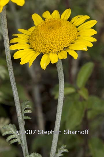 chrysanthemum coronarium graphic