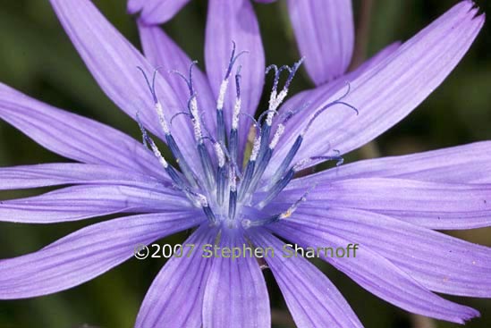 cichorium intybus graphic