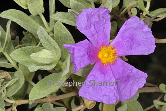 cistus probably graphic