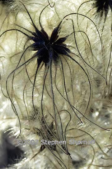 clematis seedhead graphic