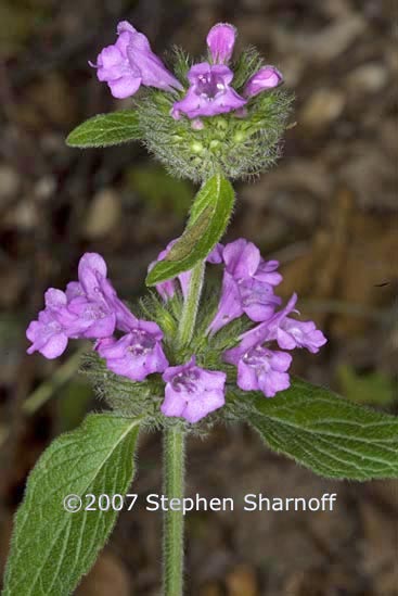 clinopodium vulgare 1 graphic