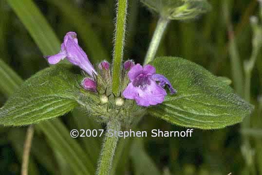 clinopodium vulgare graphic