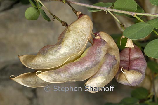 colutea arborescens graphic