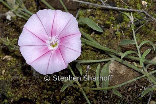 convolvulus graphic