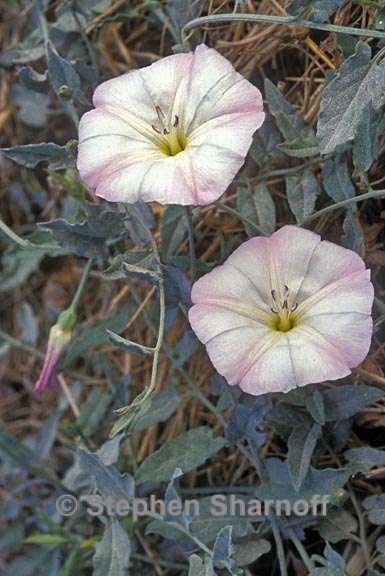 convolvulus camtabrica poss 2 graphic