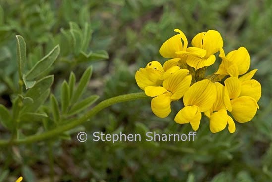 coronilla 2 graphic