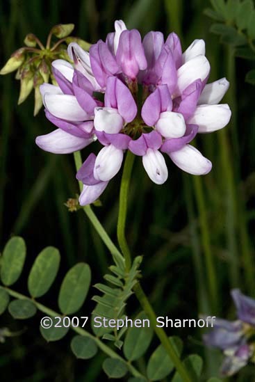 coronilla varia graphic