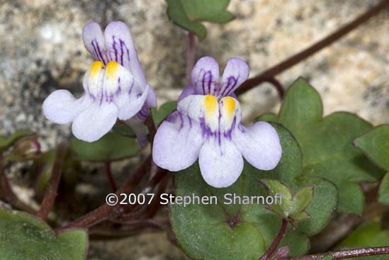 cymbalaria muralis graphic