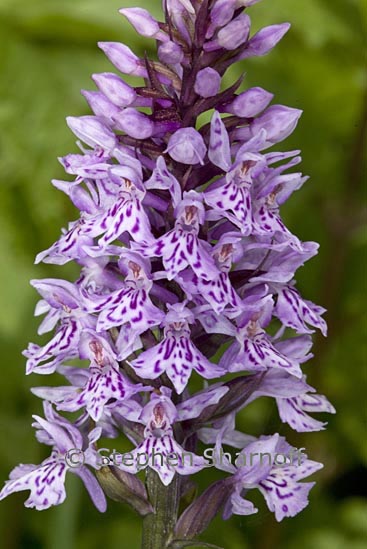 dactylorhiza fuchsii graphic