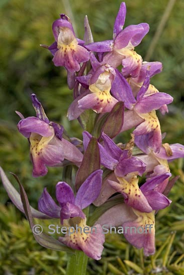 dactylorhiza sambucina 2 graphic