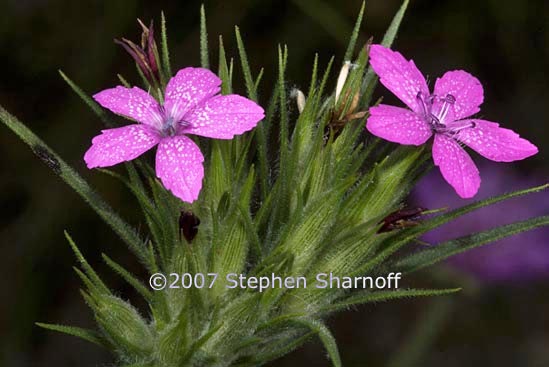 dianthus armeria graphic