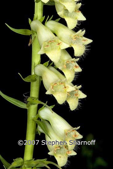 digitalis lutea graphic