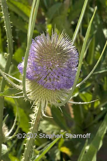 dipsacus fullonum graphic