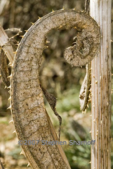 dry thistle 2 graphic