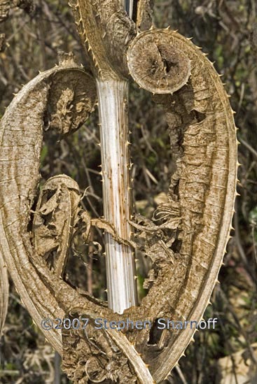 dry thistle 1 graphic