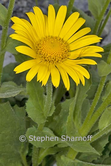 doronicum grandiflorum graphic