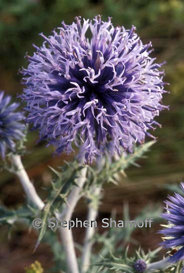 echinops ritro graphic