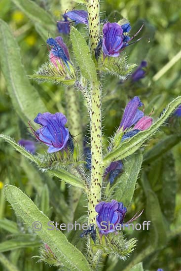 echium vulgare graphic