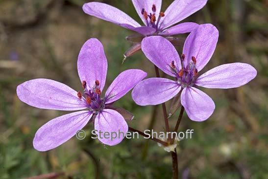 erodium graphic