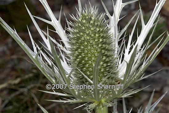 eryngium graphic