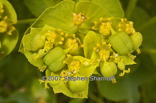 euphorbia 1 graphic